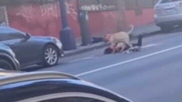 massive-pitbull-viciously-mauls-woman-on-california-street-as-blood-drips-off-its-face