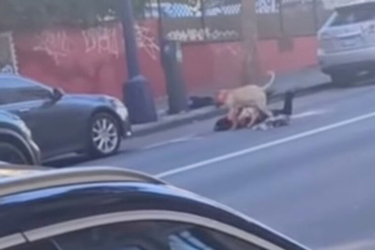 massive-pitbull-viciously-mauls-woman-on-california-street-as-blood-drips-off-its-face
