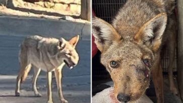 horrifically-deformed-coyote-prowling-socal-town-euthanized-—-as-vets-reveal-shocking-reason-for-its-injuries