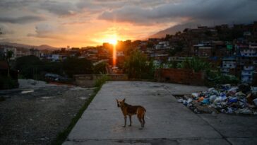 dsa-says-smash-capitalism-to-free-the-animals:-their-socialist-comrades-in-venezuela-ate-dogs,-cats,-and-pigeons