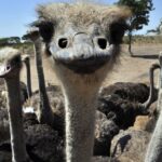 kentucky-ostrich-farm-offers-alternative-for-people-allergic-to-red-meat-after-tick-bites:-‘similar-to-steak’