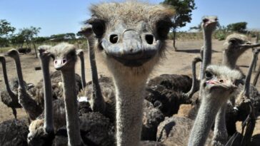 kentucky-ostrich-farm-offers-alternative-for-people-allergic-to-red-meat-after-tick-bites:-‘similar-to-steak’