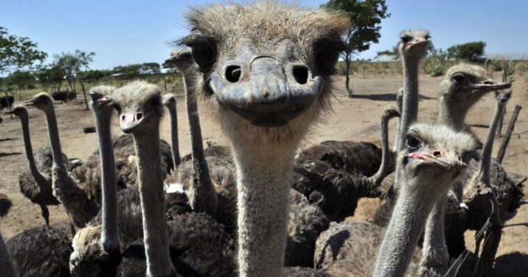 kentucky-ostrich-farm-offers-alternative-for-people-allergic-to-red-meat-after-tick-bites:-‘similar-to-steak’