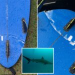 surfer-recounts-terrifying-run-in-with-massive,-aggressive-tiger-shark-at-hawaii-surf-spot