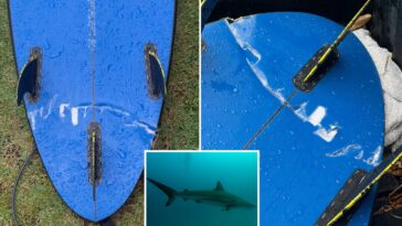 surfer-recounts-terrifying-run-in-with-massive,-aggressive-tiger-shark-at-hawaii-surf-spot