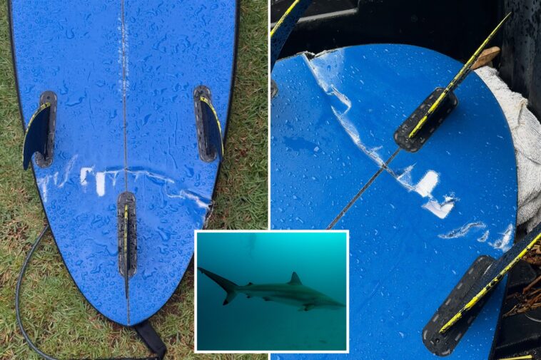 surfer-recounts-terrifying-run-in-with-massive,-aggressive-tiger-shark-at-hawaii-surf-spot