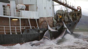 iceland-to-propose-whaling-ban,-leaving-norway-and-japan-as-last-two-countries-to-continue
