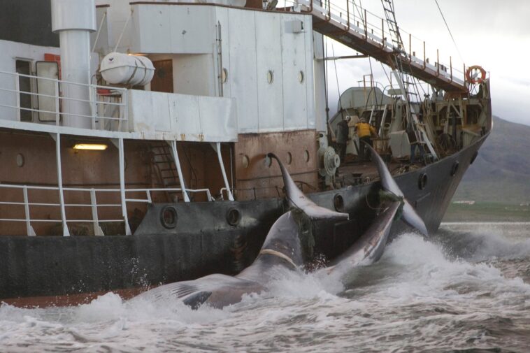 iceland-to-propose-whaling-ban,-leaving-norway-and-japan-as-last-two-countries-to-continue