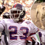 ex-nfler-leshon-johnson-sentenced-to-five-years-for-dog-fighting-operation