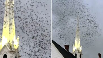 thousands-of-birds-descend-on-west-coast-church-in-creepy-‘end-of-days’-scene