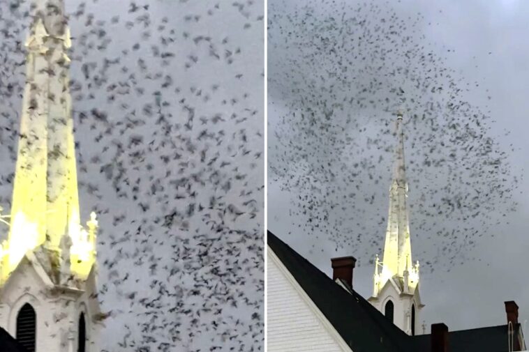 thousands-of-birds-descend-on-west-coast-church-in-creepy-‘end-of-days’-scene