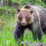 two-massive-alaskan-brown-bears-fight-over-prime-fishing-spot-at-lake-clark-national-park