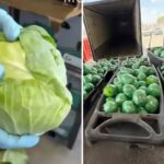 2,000-pounds-of-meth-stuffed-in-cabbage-found-at-us-mexico-border
