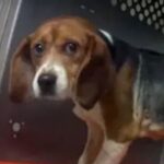 nih-continues-pouring-more-than-$225-million-into-new-dog-and-cat-experiments-despite-trump-admin-efforts-to-shift-toward-modern-alternatives