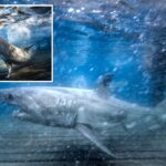 great-white-family-tree-takes-shape-after-dna-reveals-2-tagged-sharks-are-siblings