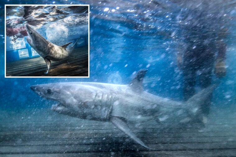 great-white-family-tree-takes-shape-after-dna-reveals-2-tagged-sharks-are-siblings