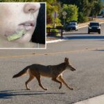 arizona-mom-fights-off-crazed-coyote-with-flip-flip-after-wild-animal-attacks-4-year-old-daughter