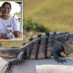 mexican-lawmaker-facing-backlash-for-eating-traditional-iguana-soup-—-species-protected-under-country’s-environmental-regulations