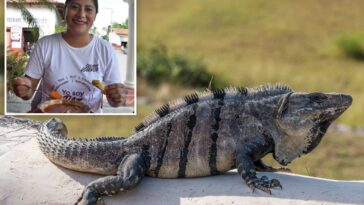 mexican-lawmaker-facing-backlash-for-eating-traditional-iguana-soup-—-species-protected-under-country’s-environmental-regulations