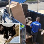 cat-accidentally-thrown-out-with-old-couch,-miraculously-rescued-from-harrowing-trash-pit