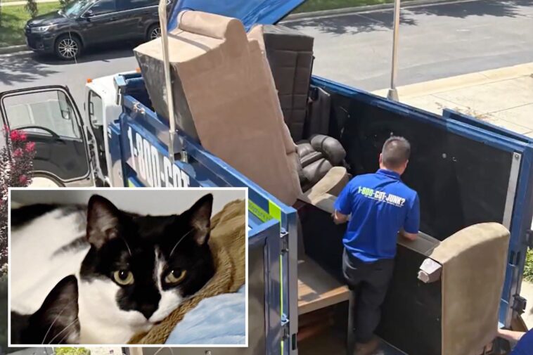 cat-accidentally-thrown-out-with-old-couch,-miraculously-rescued-from-harrowing-trash-pit