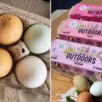 california-farm-issues-urgent-egg-recall-over-salmonella-fears