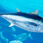 world-record-bluefin-tuna-caught-off-the-coast-of-san-diego-on-rod-and-reel-by-sport-fisherman