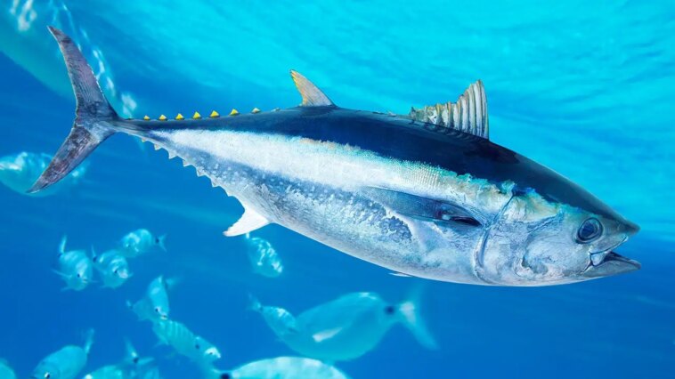 world-record-bluefin-tuna-caught-off-the-coast-of-san-diego-on-rod-and-reel-by-sport-fisherman