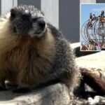 mountain-dwelling-marmots-mysteriously-appear-in-bustling-bay-area