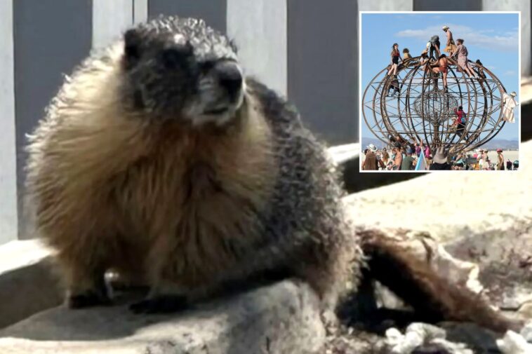 mountain-dwelling-marmots-mysteriously-appear-in-bustling-bay-area