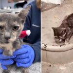 three-charged-after-cats-shot-with-blow-darts-in-tennessee