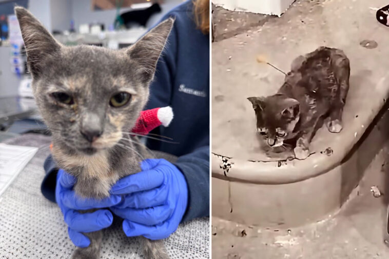 three-charged-after-cats-shot-with-blow-darts-in-tennessee