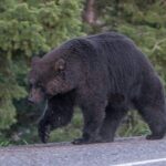 viral-video-shows-bystanders-warning-elderly-man-who-has-no-clue-he’s-being-followed-by-a-huge-black-bear