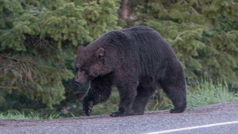 viral-video-shows-bystanders-warning-elderly-man-who-has-no-clue-he’s-being-followed-by-a-huge-black-bear