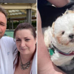 california-boater-dies-after-leaping-off-vessel-into-shasta-lake-to-save-his-beloved-dog