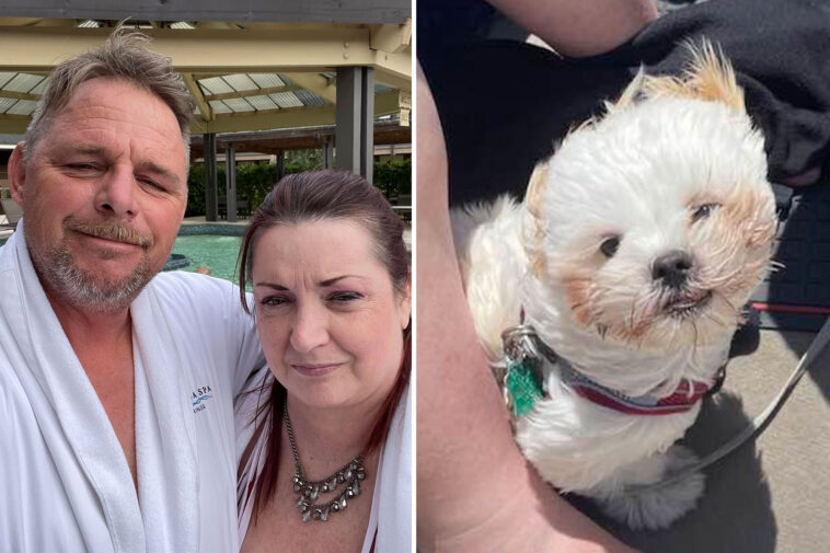 california-boater-dies-after-leaping-off-vessel-into-shasta-lake-to-save-his-beloved-dog