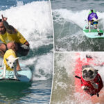 del-mar-dog-beach-surfing-festival-ends-in-chaos-as-judges-forced-to-cancel-the-final