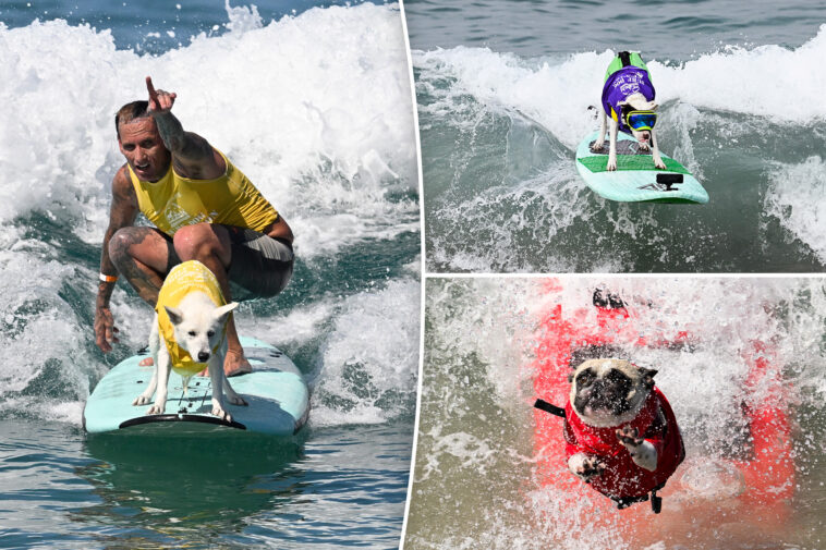 del-mar-dog-beach-surfing-festival-ends-in-chaos-as-judges-forced-to-cancel-the-final