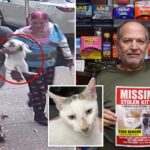 beloved-nyc-bodega-cat-stolen-from-store-as-kitty’s-fans-have-their-claws-out-for-the-petnappers