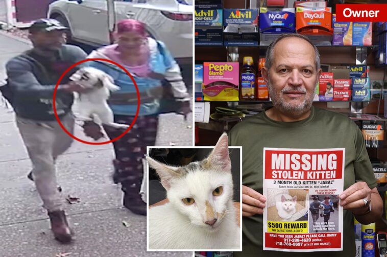 beloved-nyc-bodega-cat-stolen-from-store-as-kitty’s-fans-have-their-claws-out-for-the-petnappers