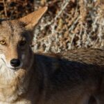 arizona-mom-used-her-flip-flop-to-fight-off-a-coyote-attacking-her-4-year-old-daughter
