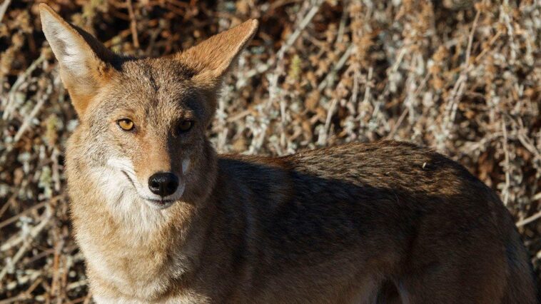 arizona-mom-used-her-flip-flop-to-fight-off-a-coyote-attacking-her-4-year-old-daughter