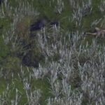 watch:-police-bodycamera-and-drone-footage-shows-arrest-of-florida-man-who-drops-kids-in-gator-infested-swamp-during-dui-arrest