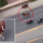 runaway-horse-triggers-mass-police-response-as-motorcycle-cops-scramble-to-get-it-under-control