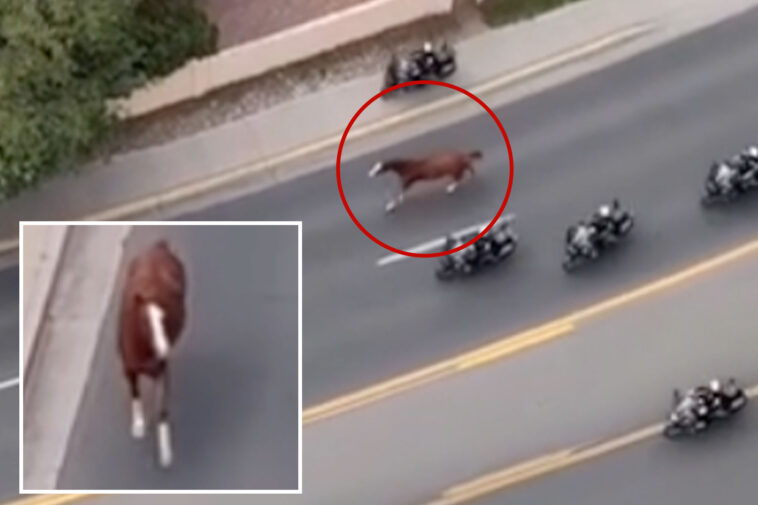runaway-horse-triggers-mass-police-response-as-motorcycle-cops-scramble-to-get-it-under-control