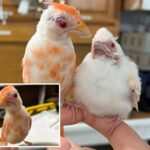 pennsylvania-wildlife-center-welcomes-pair-of-extremely-rare-albino-cardinals,-a-‘1-in-30,000’-chance