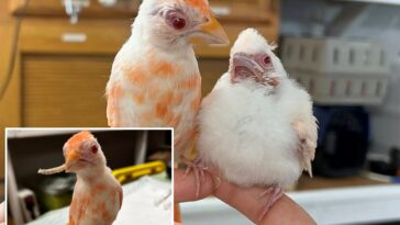 pennsylvania-wildlife-center-welcomes-pair-of-extremely-rare-albino-cardinals,-a-‘1-in-30,000’-chance