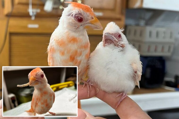 pennsylvania-wildlife-center-welcomes-pair-of-extremely-rare-albino-cardinals,-a-‘1-in-30,000’-chance