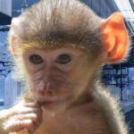 fda-using-taxpayer-dollars-to-buy-young-baboons-for-infection-experiments-in-maryland