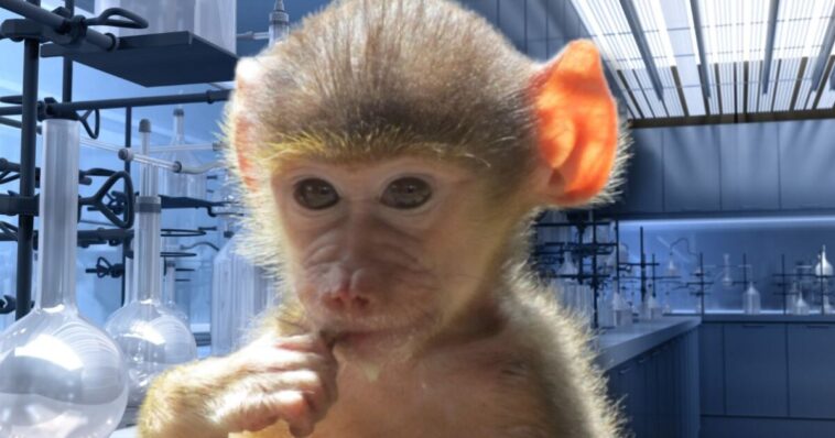 fda-using-taxpayer-dollars-to-buy-young-baboons-for-infection-experiments-in-maryland